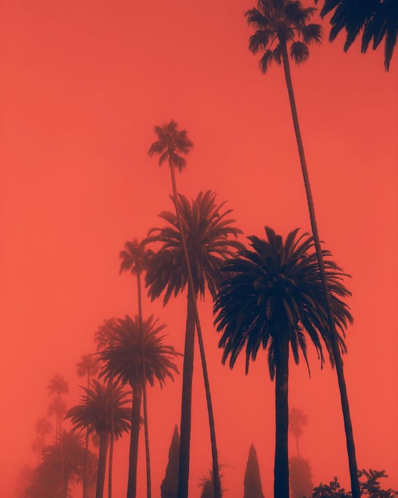 palm tree photography